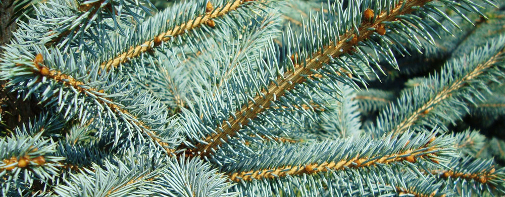 eglė picea pungens Lenkija