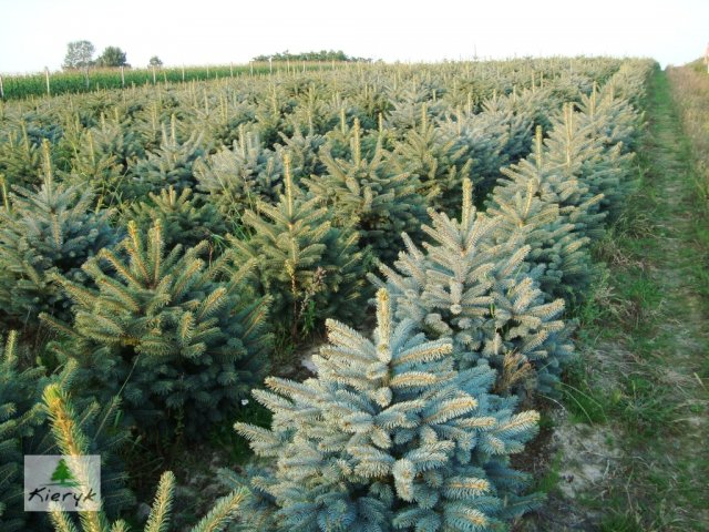 eglė picea pungens Lenkija