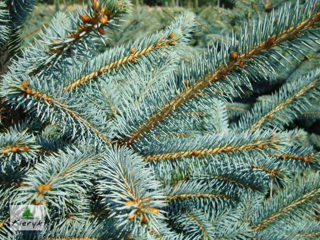 eglė picea pungens Lenkija