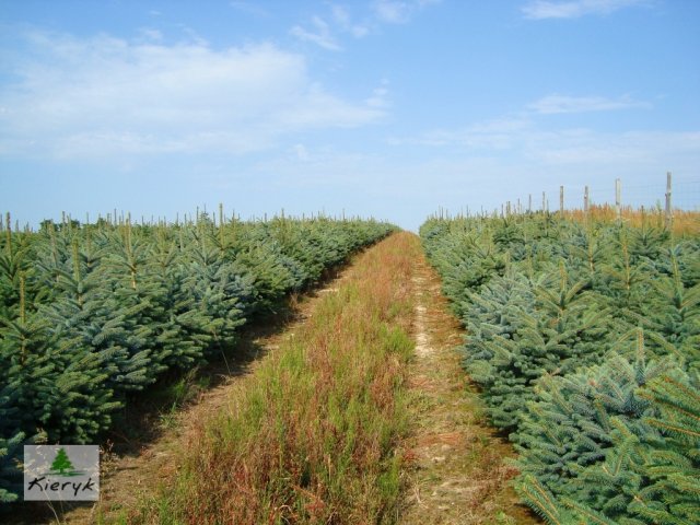 eglė picea pungens Lenkija