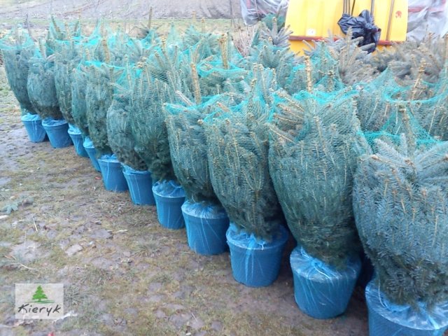 eglė picea pungens Lenkija