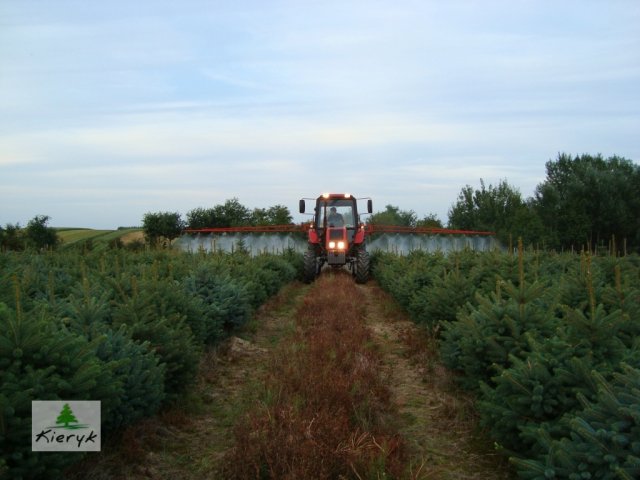 eglė picea pungens Lenkija