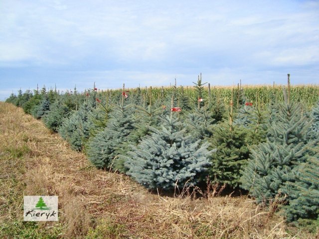 eglė picea pungens Lenkija