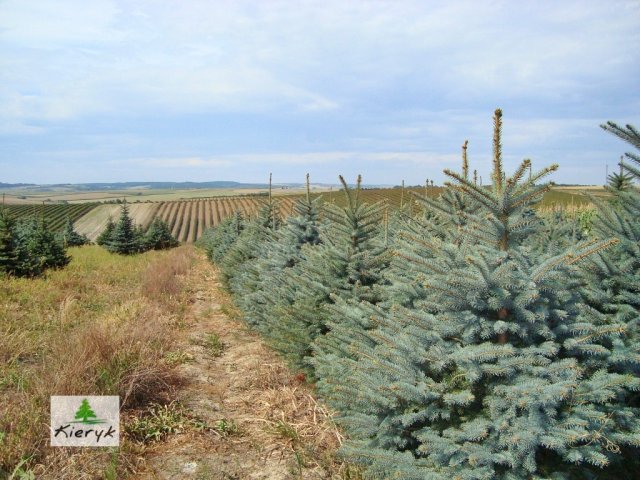 eglė picea pungens Lenkija