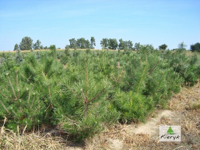 eglė picea pungens Lenkija