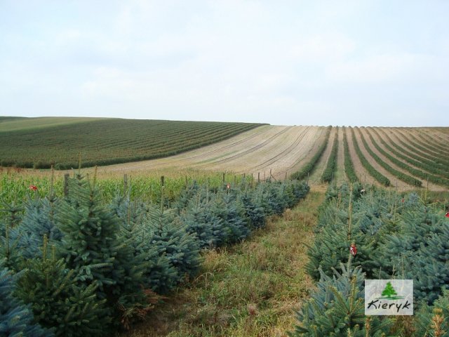 eglė picea pungens Lenkija