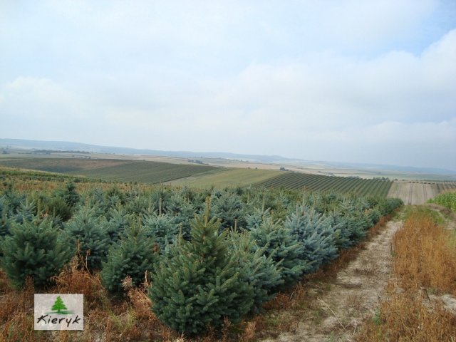 eglė picea pungens Lenkija