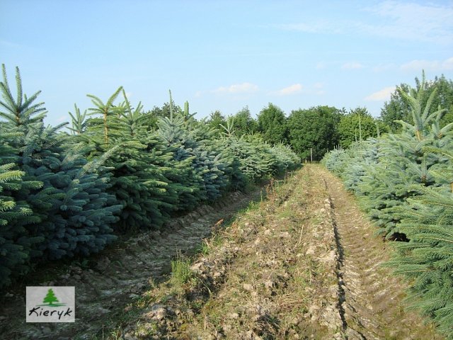 eglė picea pungens Lenkija