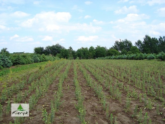 eglė picea pungens Lenkija