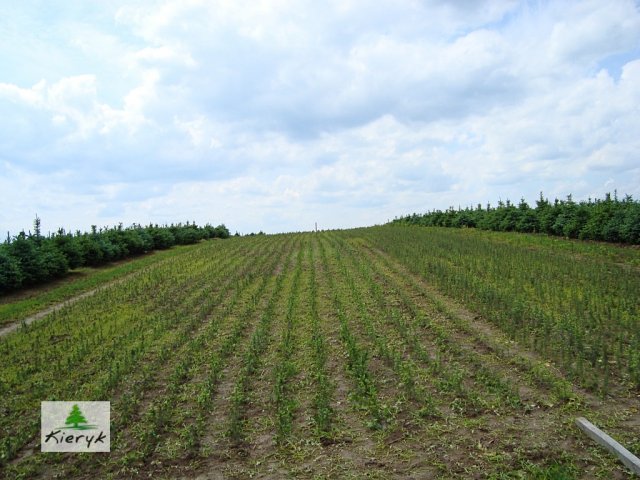 eglė picea pungens Lenkija