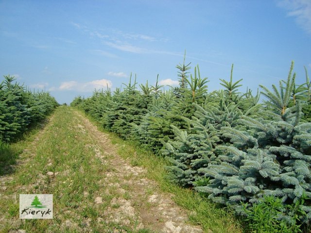 eglė picea pungens Lenkija