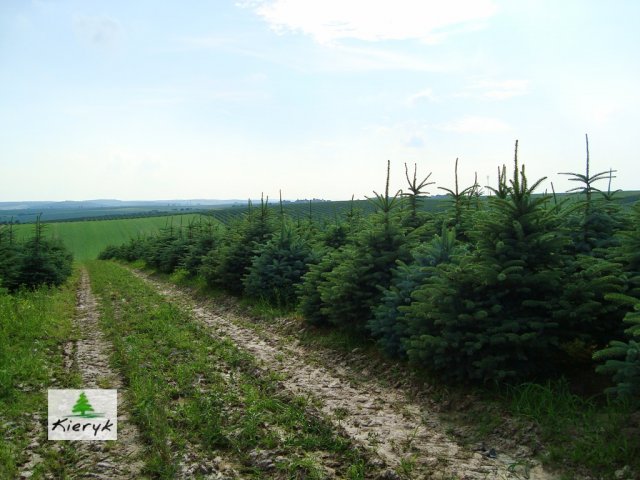 eglė picea pungens Lenkija