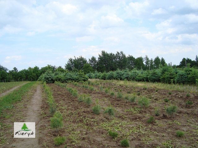 eglė picea pungens Lenkija