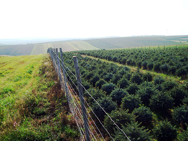 eglė picea pungens Lenkija