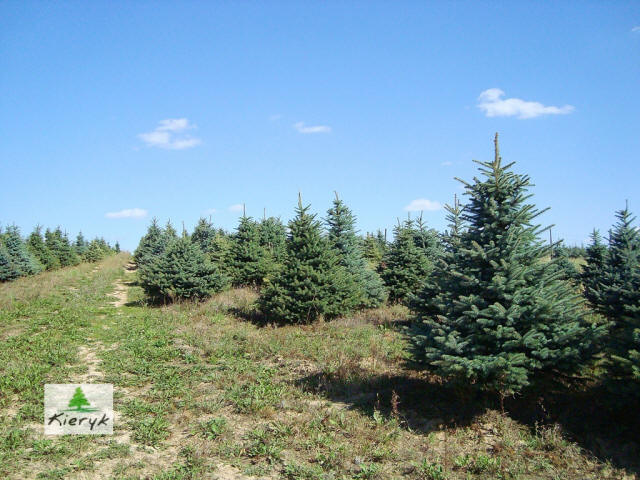 eglė picea pungens Lenkija