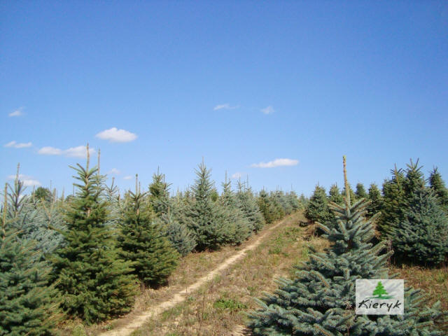 eglė picea pungens Lenkija