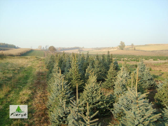 eglė picea pungens Lenkija