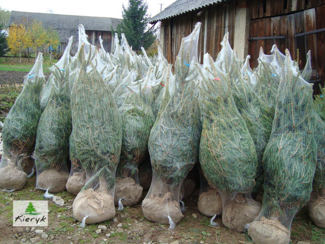 eglė picea pungens Lenkija